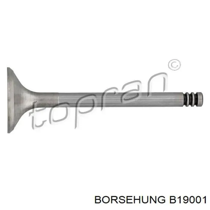 B19001 Borsehung Válvula de escape