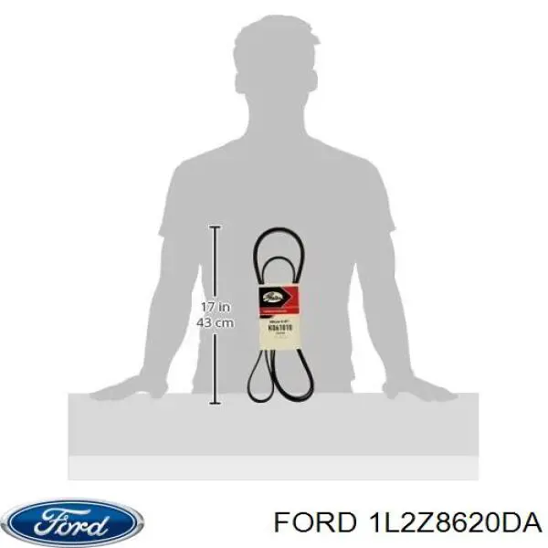 Correia dos conjuntos de transmissão para Ford Explorer  