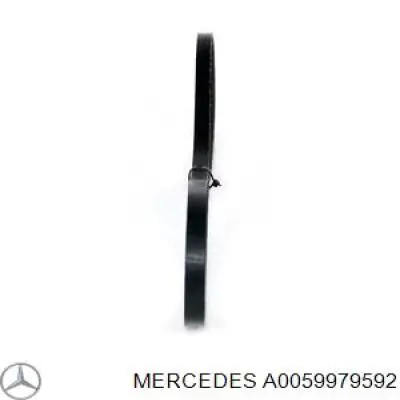 Compre AVX10X1110 Continental/Siemens Correia dos conjuntos de transmissão