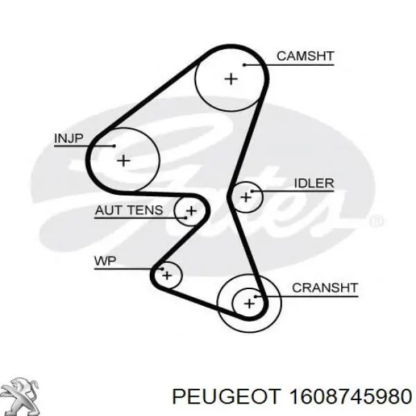 1608745980 Peugeot/Citroen Correia do mecanismo de distribuição de gás