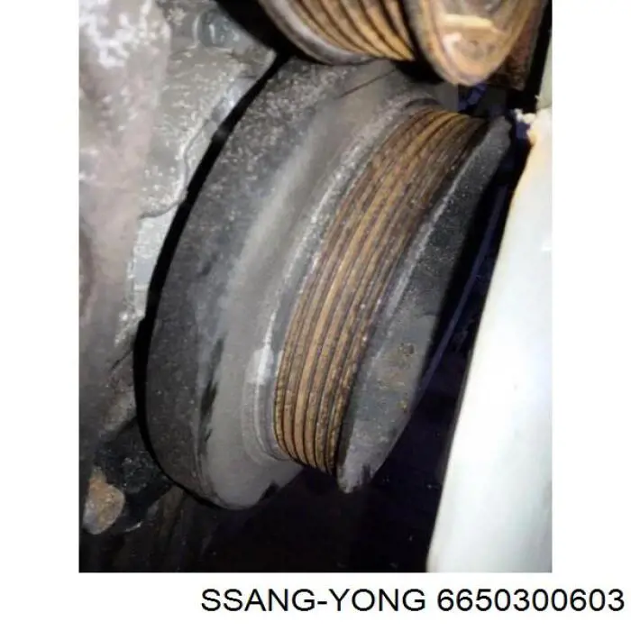 6650300603 Ssang Yong Polia de cambota